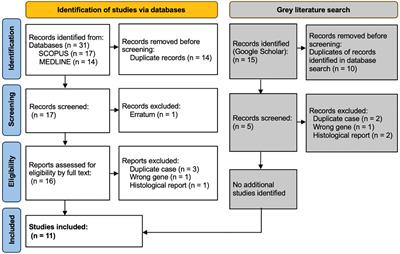 The emergence of Fanconi anaemia type S: a phenotypic spectrum of biallelic BRCA1 mutations